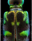 POWELL-PERALTA FLIGHT TECHNOLOGY DECK TIGER BEETLE SHAPE 248 (8.25") - The Drive Skateshop