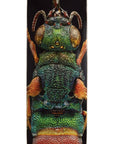 POWELL-PERALTA FLIGHT TECHNOLOGY DECK RUBY TAILED WASP SHAPE 244 (8.5") - The Drive Skateshop